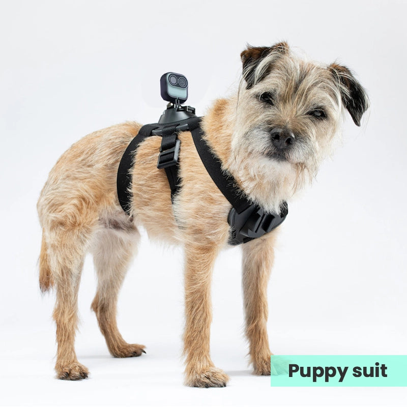 Puppy camera accessory for vlogging pets dy Dipo